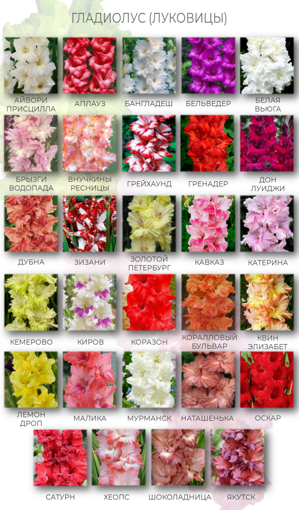 гладиолус каталог.png