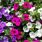 Петуния ампельная, К10