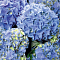 Гортензия Early Blue, d17